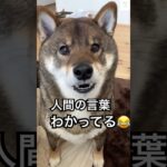 大っきく『ワン』小さく『ワン』使い分けれる柴犬👏　#柴犬　#犬　#おもしろ　#犬のいる暮らし #かわいい