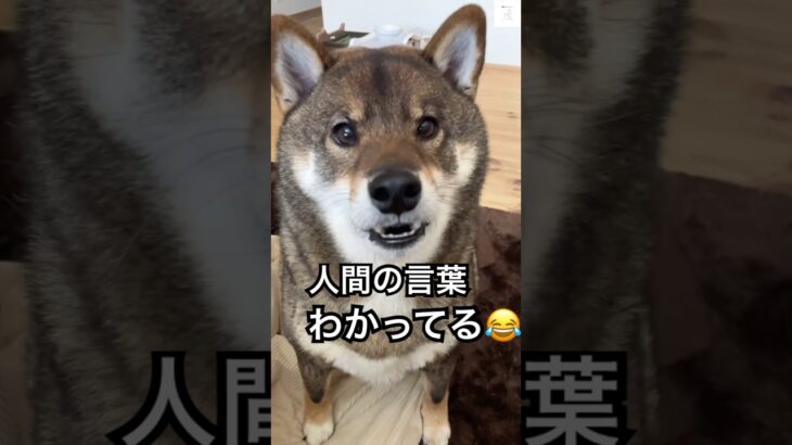 大っきく『ワン』小さく『ワン』使い分けれる柴犬👏　#柴犬　#犬　#おもしろ　#犬のいる暮らし #かわいい