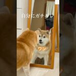 自分にガチギレする柴犬😂　#柴犬　#犬　#おもしろ #犬のいる暮らし #面白い