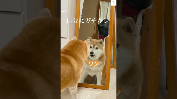 自分にガチギレする柴犬😂　#柴犬　#犬　#おもしろ #犬のいる暮らし #面白い