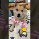 『食べる‼️』って喋る犬が可愛すぎる　#犬　#犬のいる暮らし #いぬ #おもしろ　#犬のいる生活