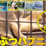 【動物ハプニング】“やんちゃすぎる”ライオン三姉妹  父親にちょっかいを出す決定的瞬間  ほか動物ハプニングまとめ