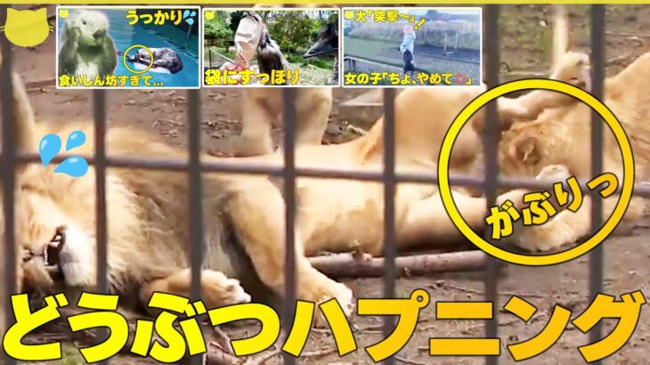 【動物ハプニング】“やんちゃすぎる”ライオン三姉妹  父親にちょっかいを出す決定的瞬間  ほか動物ハプニングまとめ