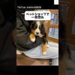 ペットショップで一目惚れ‼️子犬のバーニーズが可愛すぎる　#バーニーズマウンテンドッグ #子犬　#犬　#かわいい犬 #かわいい