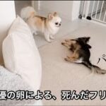 死んだフリを完璧にこなす妹犬と、監督役の兄犬。【おもしろ動画】