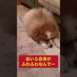 ふわふわ最強⁉️ #ポメラニアン #犬 #癒し #ふわふわ