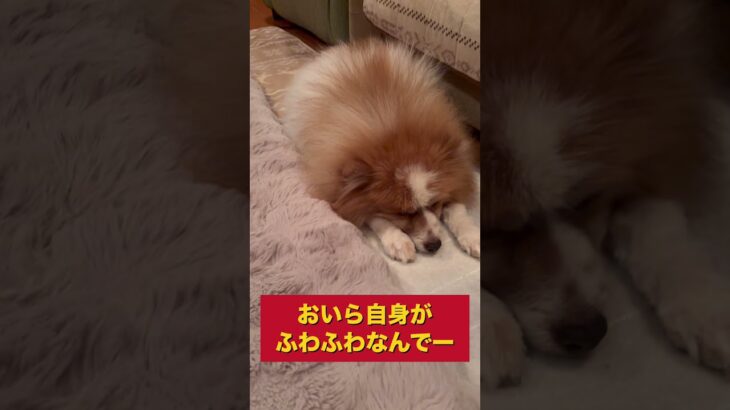 ふわふわ最強⁉️ #ポメラニアン #犬 #癒し #ふわふわ