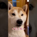 イモくれ‼️母ちゃんと柴犬の会話が面白すぎる　#柴犬　#犬　#おもしろ #犬のいる暮らし #かわいい