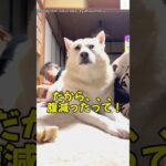 ご飯がほしい‼️猛烈アピールするワンコが可愛すぎる　#保護犬 #犬　#かわいい犬 #犬のいる暮らし #いぬ