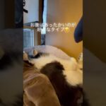 #ボーダーコリー#ピース#ドライヤー#お風呂犬#可愛い犬#癒し犬