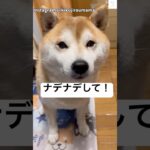 母ちゃん撫でて‼️母ちゃんがとても嬉しそう☺️ #柴犬　#犬　#かわいい犬 #犬のいる暮らし #おもしろ