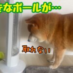 ひとり遊び中のハプニングを訴えかける柴犬