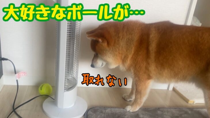 ひとり遊び中のハプニングを訴えかける柴犬