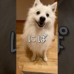 こうやって犬は主を手玉にとるのです　#日本スピッツ　#スピッツ犬　#癒し動画