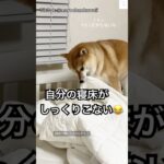 寝床づくりに真剣な柴犬…結果は⁉️😂　#柴犬　#犬　#おもしろ #犬のいる暮らし #癒し