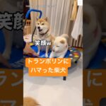 帰らない‼️トランポリンが大好きな柴犬😂　#柴犬　#犬　#おもしろ #犬のいる暮らし #面白い