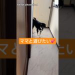 爆笑‼️ママと遊びたい黒柴が面白すぎる　#柴犬　#黒柴　#犬　#おもしろ #犬のいる暮らし