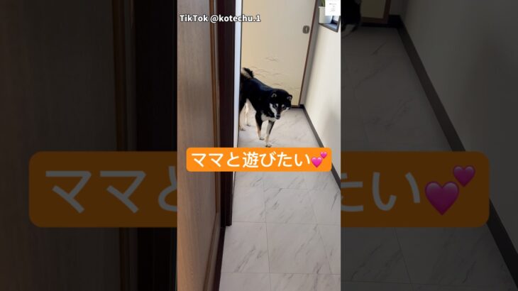 爆笑‼️ママと遊びたい黒柴が面白すぎる　#柴犬　#黒柴　#犬　#おもしろ #犬のいる暮らし