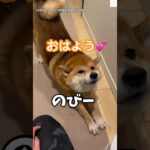 お姉ちゃんのことが大好きな柴犬💕　#柴犬　#犬　#かわいい犬 #いぬ #癒し