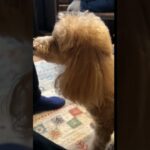 我が家の坊ちゃんランディ様#ペット #犬#癒しのペット