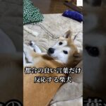 爆笑‼️『さんぽ』に反応する柴犬　#柴犬　#犬　#おもしろ #犬のいる暮らし #癒し