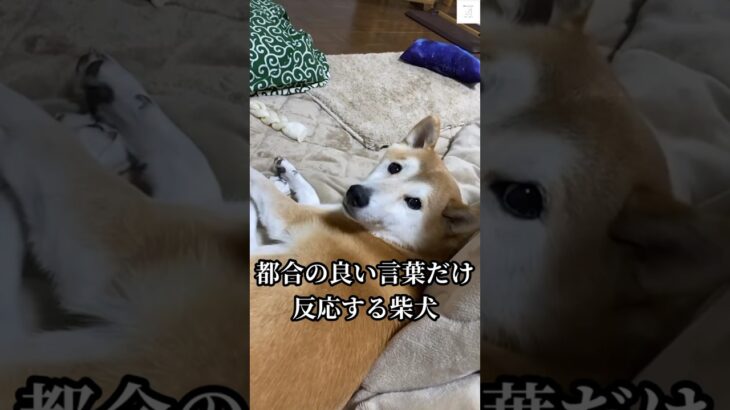 爆笑‼️『さんぽ』に反応する柴犬　#柴犬　#犬　#おもしろ #犬のいる暮らし #癒し