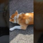 【秋田犬】なんかスネテル感じがかわいい #秋田犬 #犬 #子犬