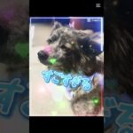 私の1番かわいいところ？ #癒し #おすすめにのりたい #犬のいる暮らし #保護犬 #癒し動画 #かわいい #ペット #shorts #おすすめ #ショート