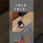 まだまだ笑える！おもしろ動物ハプニング集 第2弾 #FunnyAnimals #viralvideo