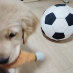 ゴールデンレトリバー子犬かわいい2025年２月10日