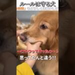 犬のおもしろ動画にツッコミどころ満載なアフレコしてみた＃238【ルール】【ハプニング映像】#shorts　#アフレコ #面白動画