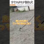 犬のおもしろ動画にツッコミどころ満載なアフレコしてみた＃240【スタミナ】【ハプニング映像】#shorts　#アフレコ #面白動画