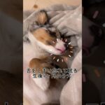 生後4ヶ月の子犬のあっかんべー #オーストラリアンシェパード #癒し #かわいい#子犬お迎え #子犬#大型犬#犬のいる暮らし #dog #puppy #australianshepherd