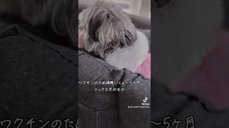 ［子犬5ヶ月］ミックス犬マルチーズ✕ヨークシャテリアのマルキーのモカ5ヶ月ワクチンのために病院なかなくておりこうさんにできました💕 #ミックス犬 #5ヶ月 #マルキーのモカ #可愛い子犬  #多頭飼い