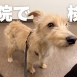 保護犬の6日目：成長とまさかのハプニング💦