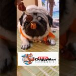 CMに出して見た　#パグ #pug#かわいい犬 #shorts