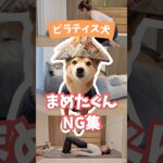 【ピラティス犬】まめたくんのかわいいNG集🐕癒される #ピラティス #ヨガ #豆柴