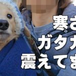 あまりの寒さにガタガタ震える犬｜ミニチュアダックスフンドのかわいい日常 No.513