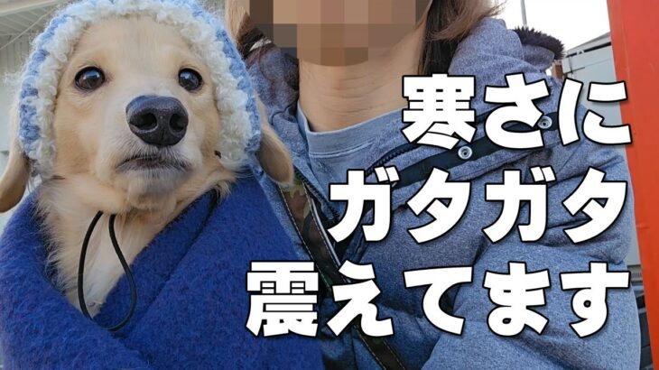 あまりの寒さにガタガタ震える犬｜ミニチュアダックスフンドのかわいい日常 No.513