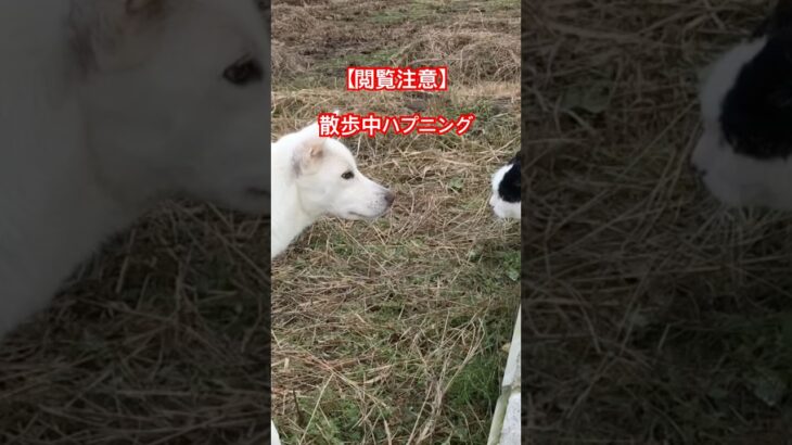 【閲覧注意】散歩中ハプニング！猫とケンカ！　#いぬ#チルベース#犬#イヌ#雑種#柴犬#しば#保護犬#散歩#PECO #紀州犬#きしゅうけん#いぬ散歩#癒し