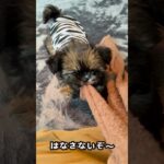 タオルで綱引き 今日もかわいい 子犬のグリちゃん #cutepuppy #dailydog #dogsofyoutube