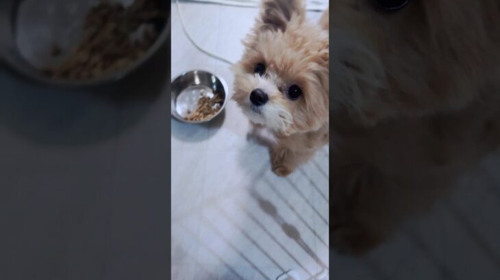 ポメプー子犬は小熊だった？ #ポメプー #dog #doglover #犬 #かわいい