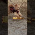 公園ダッシュにハマるポメプー　#dog #doglover #ポメプー #子犬 #かわいい  #いぬのいる生活 いぬの