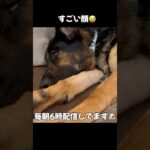 【ネムネムシェパード】 #犬のいる暮らし #germanshepherd #ジャーマンシェパード #大型犬 #癒し