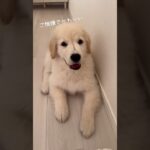 とんでもなくかわいいねえ　#ゴールデンレトリバー #ゴールデンレトリバー子犬 #ゴルパピ #goldenretriever #goldenpuppy #puppy