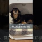 #しゃべる犬#かわいい#感動#ミニチュアダックスフンド#miniaturedachshund#dog#シニア#大好き#幸せ#ありがとう#楽しく生きる