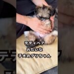 テディベアみたいな子犬のグリちゃん #癒し #puppy  #かわいい