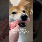 おもちゃを渡してくれない柴犬　#柴犬 #しばいぬ #犬のいる暮らし #ムッチョ柴犬 #マックス #shiba #shorts #癒し #かわいい #おもしろ #おもちゃ #大好き #怒る #犬 #玩具