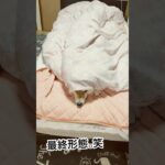 布団に包まる柴犬　#柴犬 #しばいぬ #犬のいる暮らし #ムッチョ柴犬 #マックス #shiba #shorts #dog #癒し #可愛い #おもしろ #布団 #大好き #かわいい #愛犬 #犬