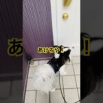 ハプニングだらけの帰ろうぜ！　#shorts #犬 #パピヨン